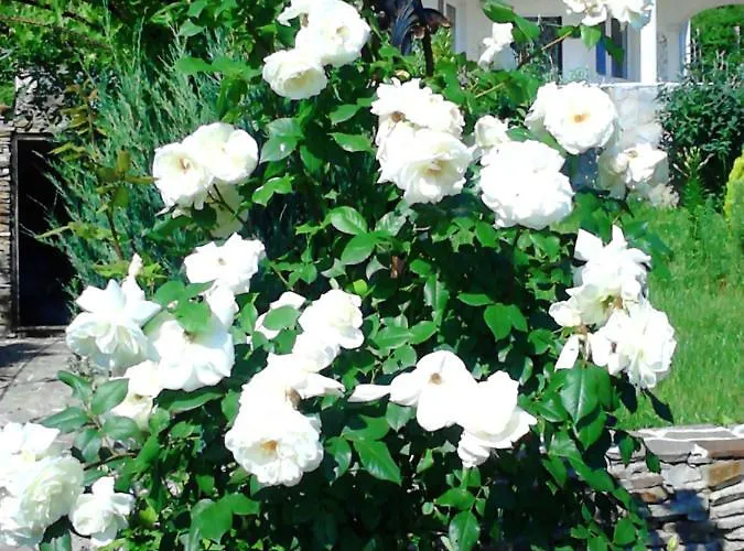 Sky Music Willa Obzor